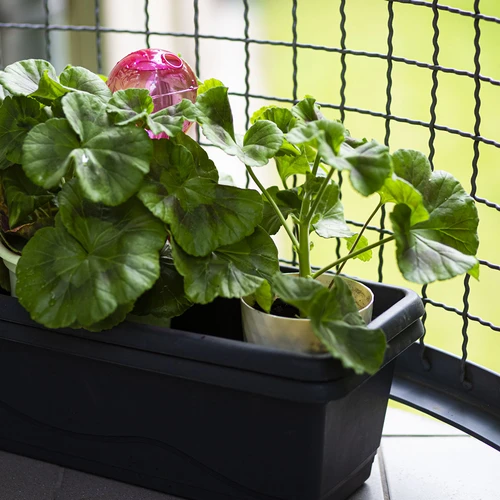 Trigubas (trijų kamerų) laistymo kamuolys, skaidrus rožinis, 600 ml - 9