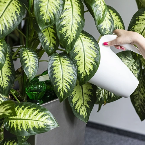 Trigubas (trijų kamerų) laistymo rutulys, skaidriai žalias, su keraminiu smaigu, 600 ml - 6