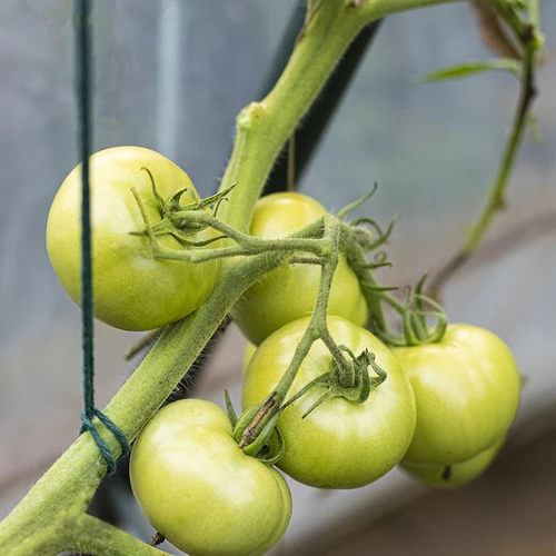 Žalia medvilninė virvelė 2 mm/55 m/100 g - 9