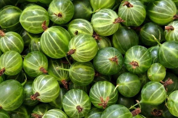 Agrastų užpiltinė - užpiltinė iš agrastų