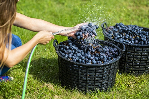 Kaip pasigaminti vyną žingsnis po žingsnio?