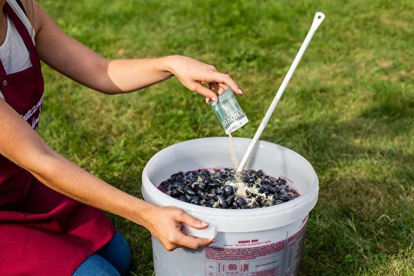 Kaip pasigaminti vyną žingsnis po žingsnio?