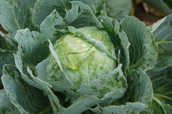 Rauginti kopūstai pagal ponios Silvijos receptą