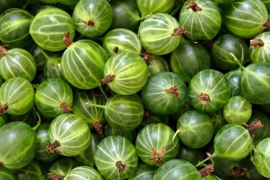 Browin Przepiśnik - Agrastų užpiltinė - užpiltinė iš agrastų