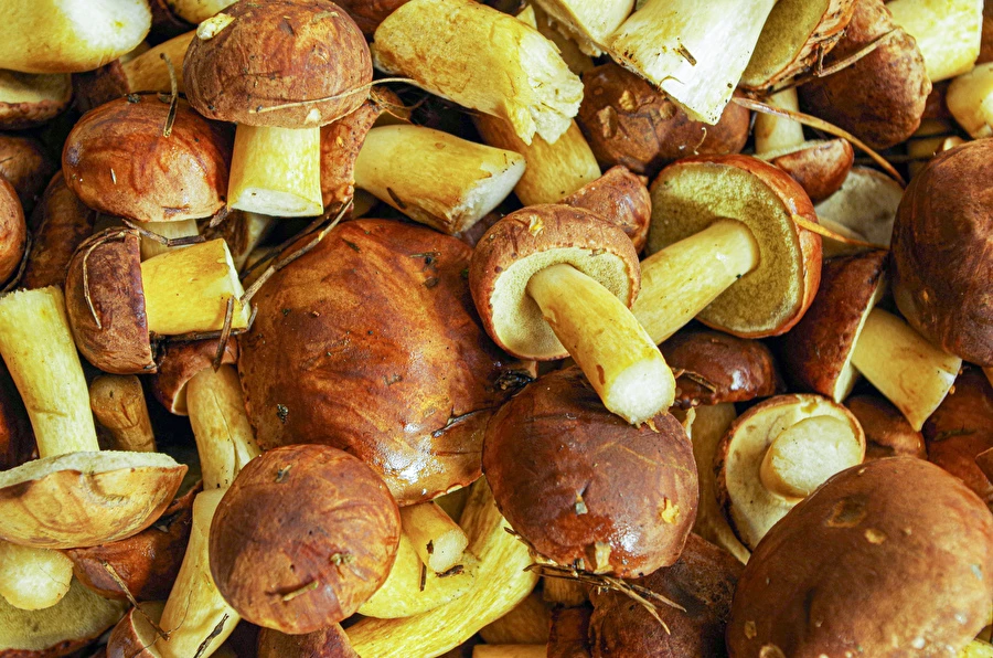 Browin Przepiśnik - Marinuoti baravykai