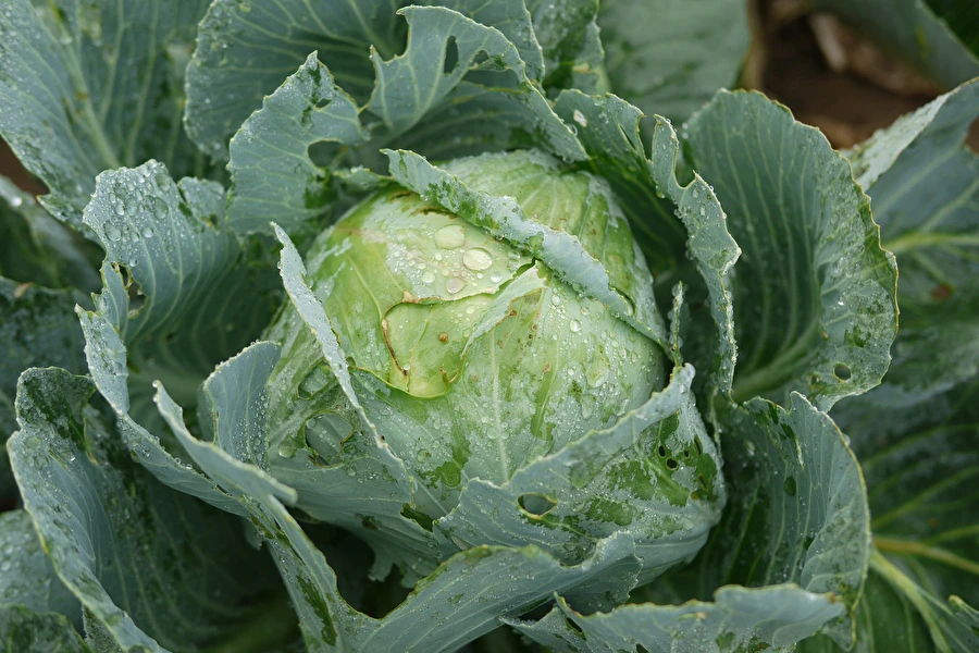 Browin Przepiśnik - Rauginti kopūstai pagal ponios Silvijos receptą